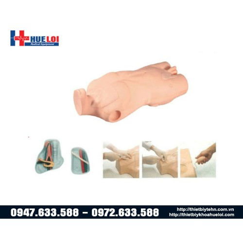 Mô hình tiêm truyền tĩnh mạch cảnh và đùi